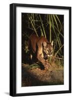 Florida Panther (Felis Concolor) Walking in Pine-Palmetto Forest, South Florida, USA-Lynn M^ Stone-Framed Photographic Print