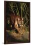 Florida Panther (Felis Concolor) Walking in Pine-Palmetto Forest, South Florida, USA-Lynn M^ Stone-Framed Photographic Print