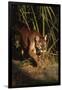 Florida Panther (Felis Concolor) Walking in Pine-Palmetto Forest, South Florida, USA-Lynn M^ Stone-Framed Photographic Print