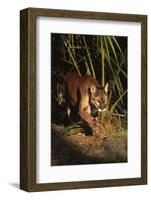 Florida Panther (Felis Concolor) Walking in Pine-Palmetto Forest, South Florida, USA-Lynn M^ Stone-Framed Photographic Print