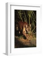 Florida Panther (Felis Concolor) Walking in Pine-Palmetto Forest, South Florida, USA-Lynn M^ Stone-Framed Photographic Print