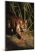Florida Panther (Felis Concolor) Walking in Pine-Palmetto Forest, South Florida, USA-Lynn M^ Stone-Mounted Photographic Print
