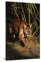 Florida Panther (Felis Concolor) Walking in Pine-Palmetto Forest, South Florida, USA-Lynn M^ Stone-Stretched Canvas
