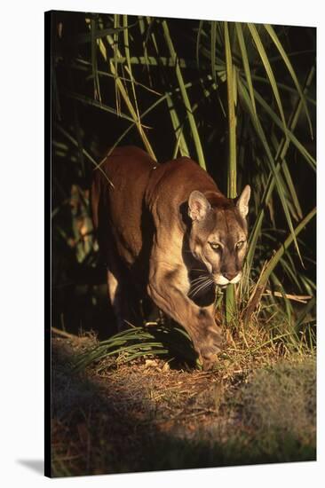 Florida Panther (Felis Concolor) Walking in Pine-Palmetto Forest, South Florida, USA-Lynn M^ Stone-Stretched Canvas