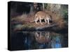 Florida Panther (Felis Concolor) Walking Past Pond in South Florida Woodland, Florida, USA-Lynn M^ Stone-Stretched Canvas