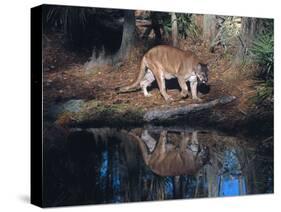 Florida Panther (Felis Concolor) Walking Past Pond in South Florida Woodland, Florida, USA-Lynn M^ Stone-Stretched Canvas