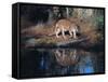 Florida Panther (Felis Concolor) Walking Past Pond in South Florida Woodland, Florida, USA-Lynn M^ Stone-Framed Stretched Canvas