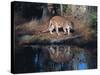 Florida Panther (Felis Concolor) Walking Past Pond in South Florida Woodland, Florida, USA-Lynn M^ Stone-Stretched Canvas