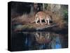 Florida Panther (Felis Concolor) Walking Past Pond in South Florida Woodland, Florida, USA-Lynn M^ Stone-Stretched Canvas