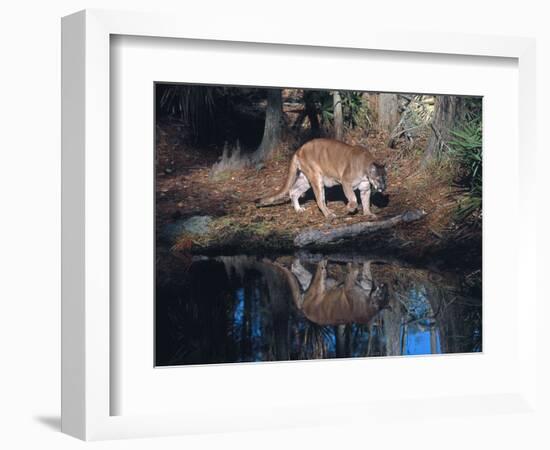 Florida Panther (Felis Concolor) Walking Past Pond in South Florida Woodland, Florida, USA-Lynn M^ Stone-Framed Photographic Print