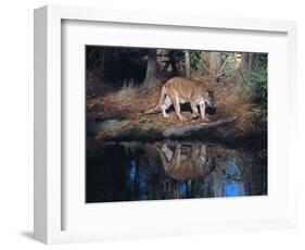 Florida Panther (Felis Concolor) Walking Past Pond in South Florida Woodland, Florida, USA-Lynn M^ Stone-Framed Photographic Print