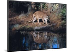 Florida Panther (Felis Concolor) Walking Past Pond in South Florida Woodland, Florida, USA-Lynn M^ Stone-Mounted Photographic Print