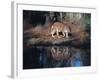 Florida Panther (Felis Concolor) Walking Past Pond in South Florida Woodland, Florida, USA-Lynn M^ Stone-Framed Photographic Print