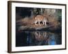 Florida Panther (Felis Concolor) Walking Past Pond in South Florida Woodland, Florida, USA-Lynn M^ Stone-Framed Photographic Print