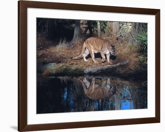 Florida Panther (Felis Concolor) Walking Past Pond in South Florida Woodland, Florida, USA-Lynn M^ Stone-Framed Photographic Print