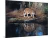 Florida Panther (Felis Concolor) Walking Past Pond in South Florida Woodland, Florida, USA-Lynn M^ Stone-Mounted Photographic Print