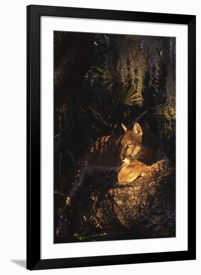 Florida Panther (Felis Concolor)-Lynn M^ Stone-Framed Photographic Print