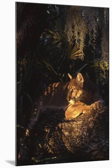 Florida Panther (Felis Concolor)-Lynn M^ Stone-Mounted Photographic Print