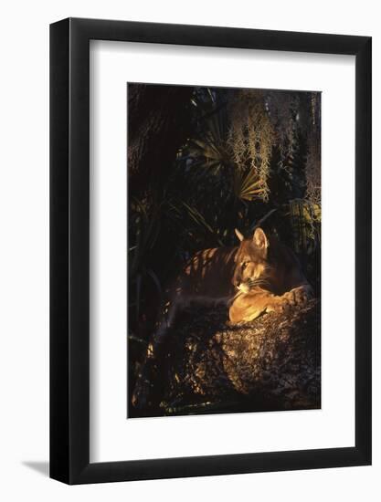 Florida Panther (Felis Concolor)-Lynn M^ Stone-Framed Photographic Print