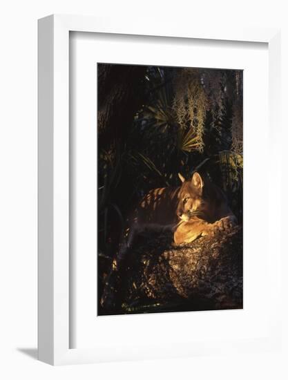 Florida Panther (Felis Concolor)-Lynn M^ Stone-Framed Photographic Print