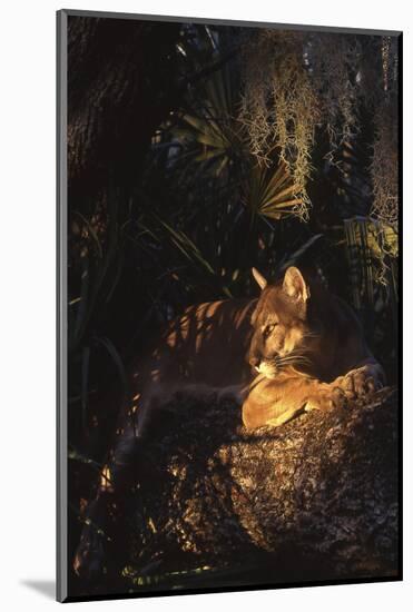 Florida Panther (Felis Concolor)-Lynn M^ Stone-Mounted Photographic Print