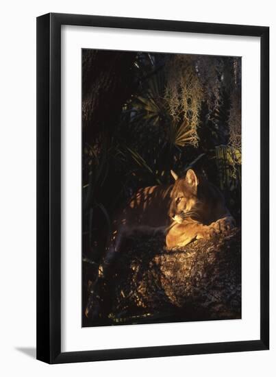 Florida Panther (Felis Concolor)-Lynn M^ Stone-Framed Photographic Print