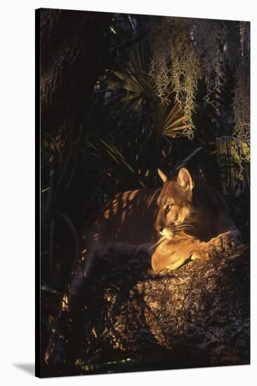 Florida Panther (Felis Concolor)-Lynn M^ Stone-Stretched Canvas