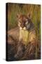 Florida Panther Lying in Sawgrass-Lynn M^ Stone-Stretched Canvas