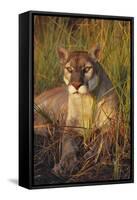 Florida Panther Lying in Sawgrass-Lynn M^ Stone-Framed Stretched Canvas