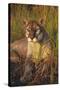 Florida Panther Lying in Sawgrass-Lynn M^ Stone-Stretched Canvas