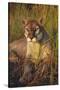 Florida Panther Lying in Sawgrass-Lynn M^ Stone-Stretched Canvas