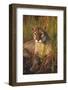 Florida Panther Lying in Sawgrass-Lynn M^ Stone-Framed Photographic Print