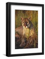 Florida Panther Lying in Sawgrass-Lynn M^ Stone-Framed Photographic Print