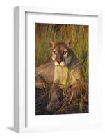 Florida Panther Lying in Sawgrass-Lynn M^ Stone-Framed Photographic Print