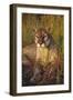 Florida Panther Lying in Sawgrass-Lynn M^ Stone-Framed Photographic Print