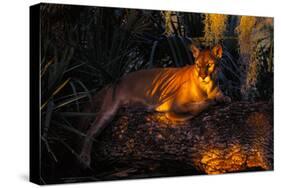 Florida Panther Lying on Huge Oak Limb Amid Spanish Moss in Late Afternoon Light, Southwest Florida-Lynn M^ Stone-Stretched Canvas