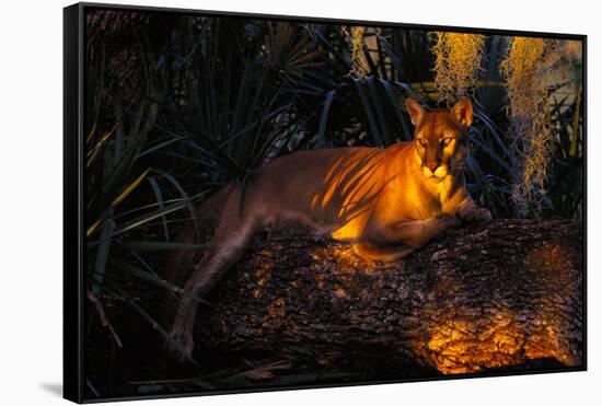 Florida Panther Lying on Huge Oak Limb Amid Spanish Moss in Late Afternoon Light, Southwest Florida-Lynn M^ Stone-Framed Stretched Canvas