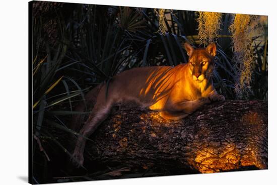 Florida Panther Lying on Huge Oak Limb Amid Spanish Moss in Late Afternoon Light, Southwest Florida-Lynn M^ Stone-Stretched Canvas