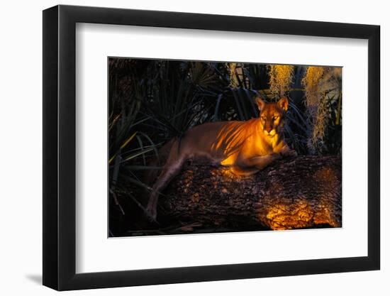 Florida Panther Lying on Huge Oak Limb Amid Spanish Moss in Late Afternoon Light, Southwest Florida-Lynn M^ Stone-Framed Premium Photographic Print