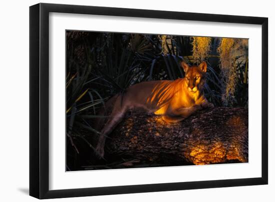 Florida Panther Lying on Huge Oak Limb Amid Spanish Moss in Late Afternoon Light, Southwest Florida-Lynn M^ Stone-Framed Photographic Print