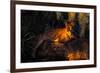 Florida Panther Lying on Huge Oak Limb Amid Spanish Moss in Late Afternoon Light, Southwest Florida-Lynn M^ Stone-Framed Photographic Print