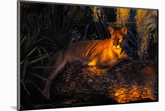 Florida Panther Lying on Huge Oak Limb Amid Spanish Moss in Late Afternoon Light, Southwest Florida-Lynn M^ Stone-Mounted Photographic Print
