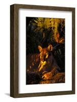 Florida Panther Lying on Oak Limb Underneath Spanish Moss and Backdrop of Palmetto-Lynn M^ Stone-Framed Photographic Print