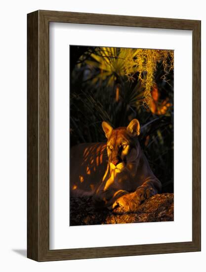 Florida Panther Lying on Oak Limb Underneath Spanish Moss and Backdrop of Palmetto-Lynn M^ Stone-Framed Photographic Print