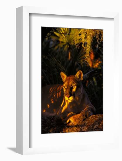 Florida Panther Lying on Oak Limb Underneath Spanish Moss and Backdrop of Palmetto-Lynn M^ Stone-Framed Photographic Print