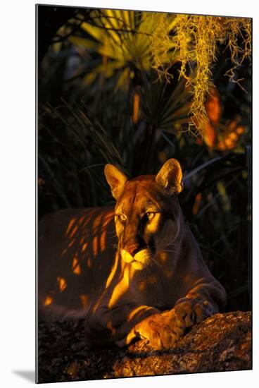 Florida Panther Lying on Oak Limb Underneath Spanish Moss and Backdrop of Palmetto-Lynn M^ Stone-Mounted Photographic Print