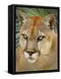 Florida Panther-Dennis Goodman-Framed Stretched Canvas