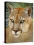 Florida Panther-Dennis Goodman-Stretched Canvas