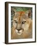 Florida Panther-Dennis Goodman-Framed Photographic Print