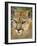 Florida Panther-Dennis Goodman-Framed Photographic Print